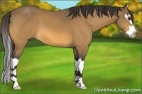 Horse Color:Buckskin Sabino Splash