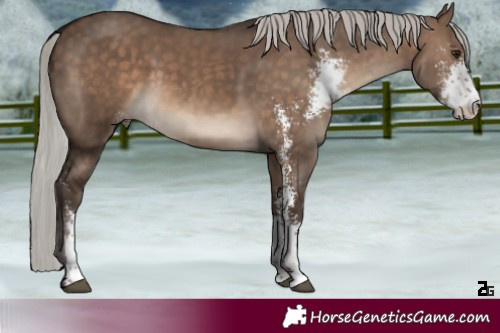 Horse Color:Silver Brown Dun Sabino Rabicano 