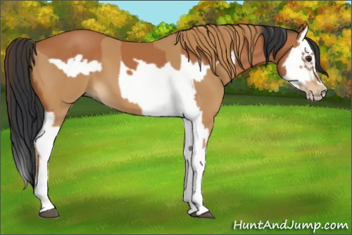 Horse Color:Chestnut Splash Frame  and Bay Splash Frame 