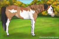 Horse Color:Chestnut Splash Frame  and Bay Splash Frame 