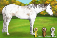 Horse Color:Gray White Spotted Red Dun Splash Appaloosa 
