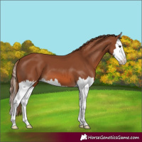 Horse Color:Chestnut Splash 