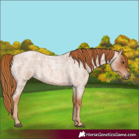 Horse Color:Red Roan