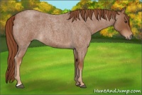 Horse Color:Red Roan 
