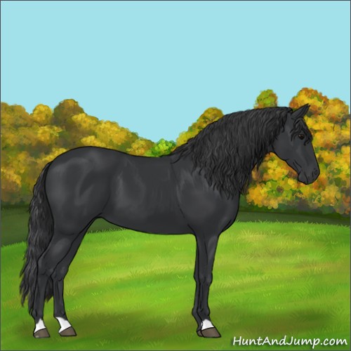 Horse Color:Black 