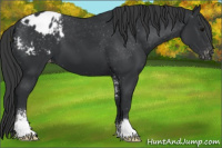 Horse Color:Black Sabino Appaloosa 