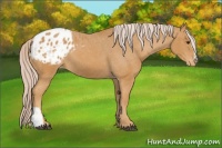 Horse Color:Palomino Appaloosa 