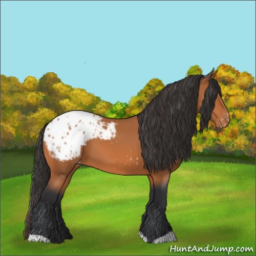 Horse Color:Bay Appaloosa 