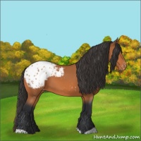 Horse Color:Bay Appaloosa 