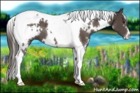 Horse Color:White Spotted Liver Chestnut Tobiano 