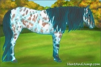 Horse Color:Thunderstruck Bay Roan Appaloosa 
