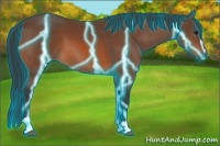 Horse Color:Thunderstruck Bay Sabino