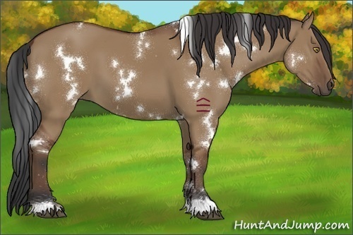 Horse Color:White Spotted Bay Dun