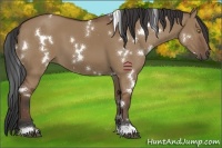 Horse Color:White Spotted Bay Dun