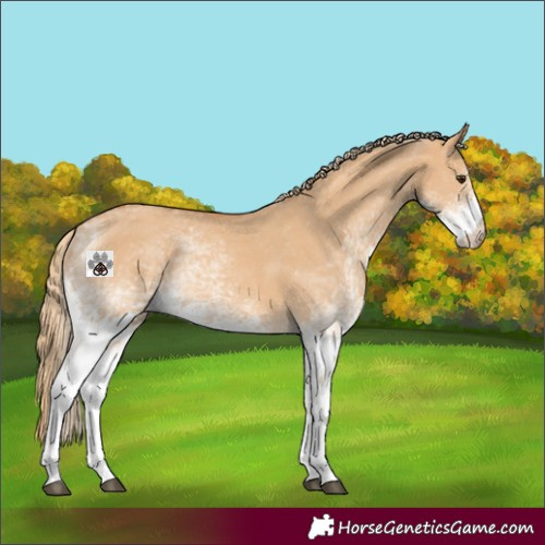 Horse Color:White Spotted Red Dun 