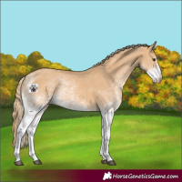 Horse Color:White Spotted Red Dun