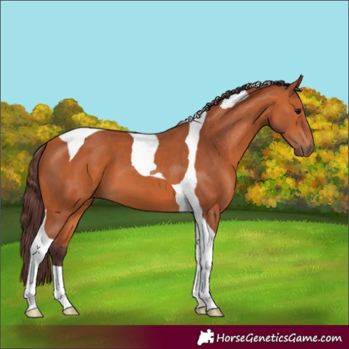 Horse Color:Chocolate Bay Tobiano 