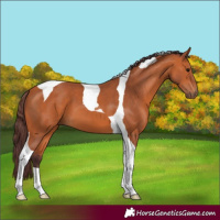 Horse Color:Chocolate Bay Tobiano 