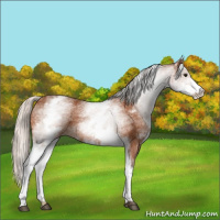 Horse Color:White Spotted Silver Bay 