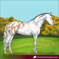 Horse Color:Gold Champagne Splash Appaloosa 