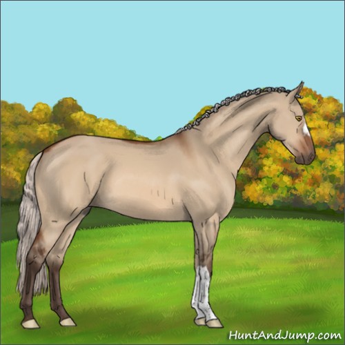 Horse Color:Silver Bay Dun 