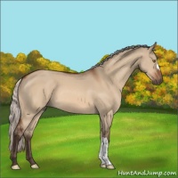 Horse Color:Silver Bay Dun 