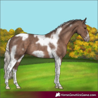 Horse Color:Silver Black Tobiano Frame Rabicano 