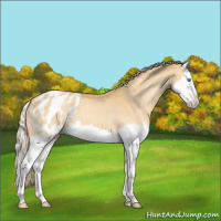 Horse Color:Gold Cream Champagne Splash Appaloosa 