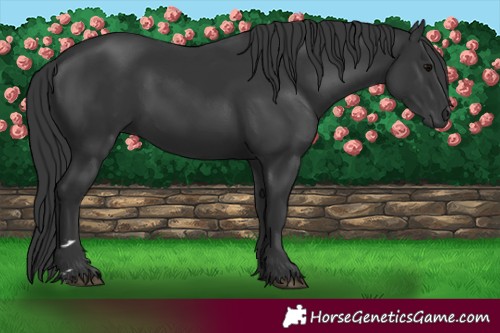 Horse Color:Black 