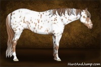 Horse Color:White Spotted Chestnut Appaloosa 
