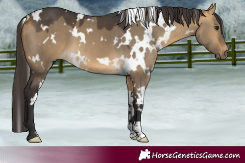Horse Color:White Spotted Buckskin Dun 