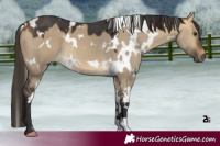 Horse Color:White Spotted Buckskin Dun 