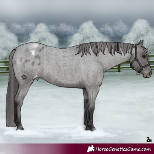 Horse Color:Platinum Smoky Blue Roan Blanket 