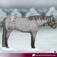 Horse Color:Platinum Smoky Blue Roan Appaloosa 