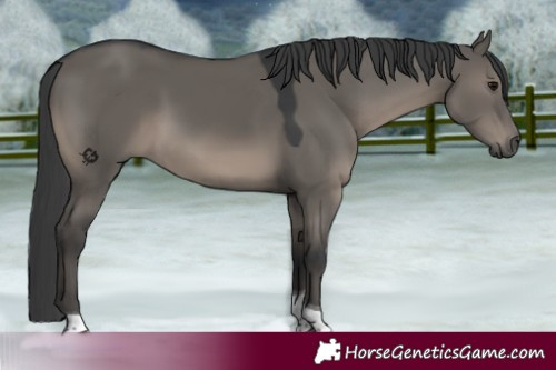 Horse Color:Grullo Tobiano