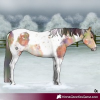 Horse Color:Nacre Buckskin Dun Tobiano 