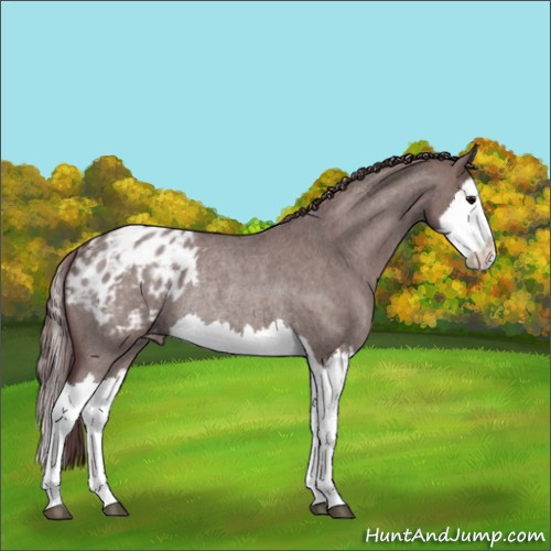 Horse Color:Chocolate Grullo Roan Splash Blanket Rabicano 