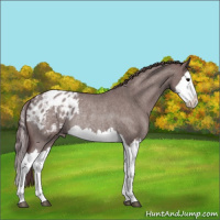 Horse Color:Chocolate Grullo Roan Splash Appaloosa Rabicano 