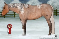 Horse Color:White Spotted Silver Bay Roan 