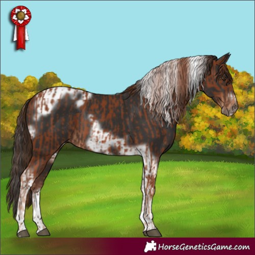 Horse Color:Chestnut Tobiano Frame  and Liver Chestnut Tobiano Frame Rabicano 