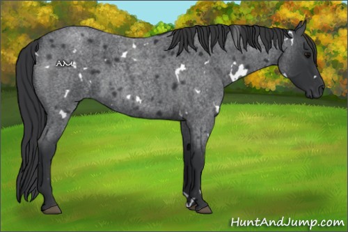 Horse Color:White Spotted Blue Roan 