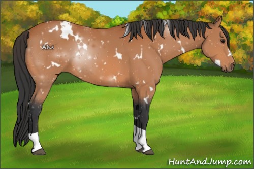 Horse Color:White Spotted Bay Tobiano 