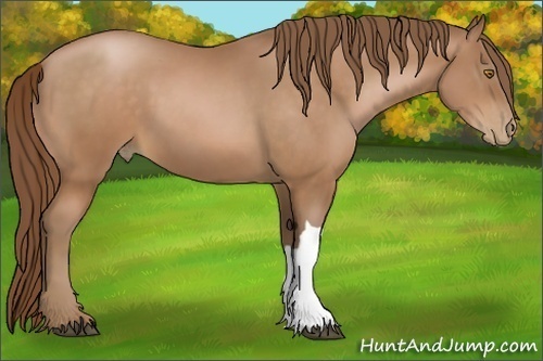 Horse Color:Bay Pearl 