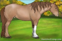 Horse Color:Bay Pearl