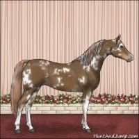 Horse Color:White Spotted Chocolate Palomino Sabino 