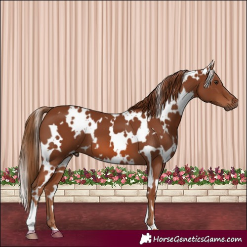 Horse Color:White Spotted Chestnut 