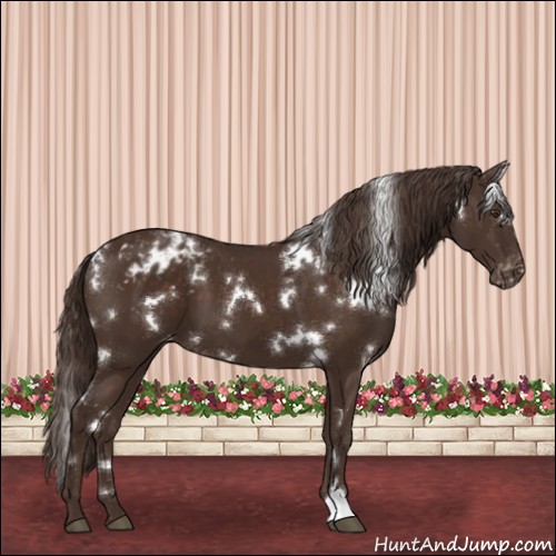 Horse Color:White Spotted Liver Chestnut Appaloosa 
