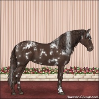 Horse Color:White Spotted Liver Chestnut Appaloosa 