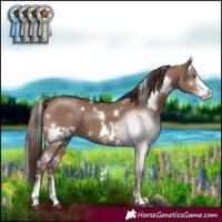 Horse Color:White Spotted Liver Red Dun Sabino