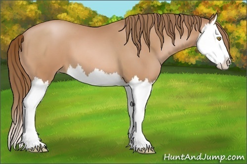 Horse Color:Bay Pearl Splash 